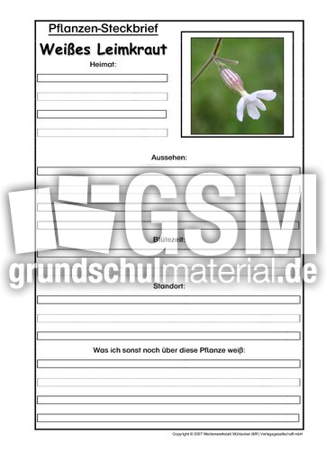 Pflanzensteckbrief-Weißes-Leimkraut.pdf